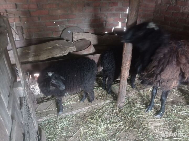 Курдючные бараны овцы