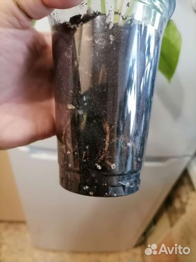 Антуриум пандола, почтой отправляю