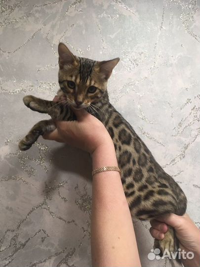 Бенгальские котята