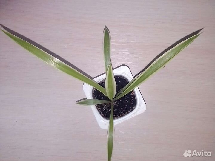 Хлорофитум