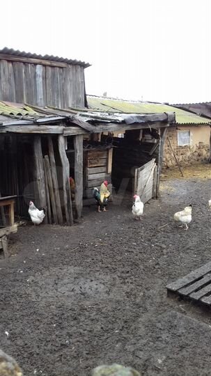 Дом 70 м² на участке 11 сот.