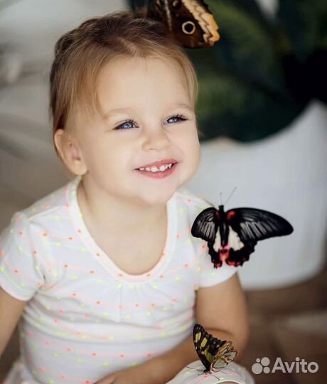 Ферма с куколками тропических бабочек