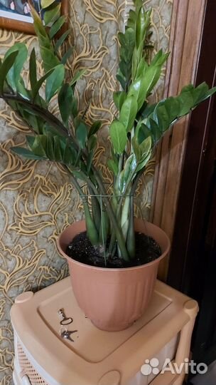 Замиокулькас