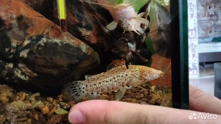 Аквариумные рыбки