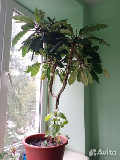 Молочай (детки)