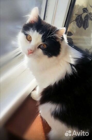 Няшик пушистый котик-медвежонок