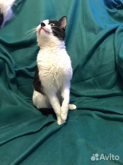 Котик Чарли в поисках счастья)