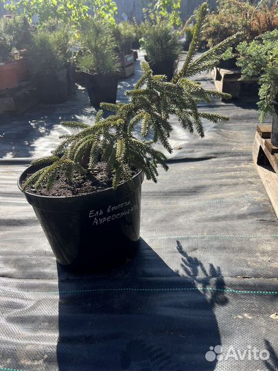 Ель восточная Ауреоспиката(с 7,5)