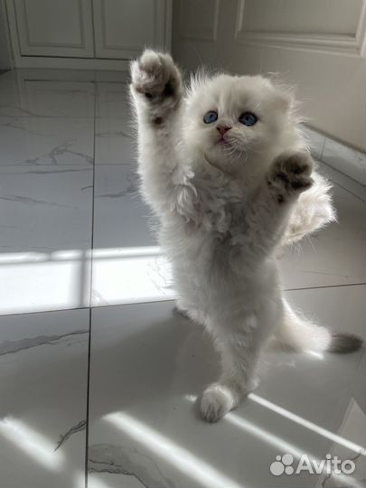 Котята