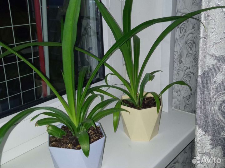 Хлорофитум