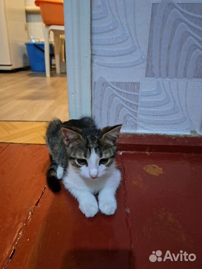 Отдам в добрые руки котят