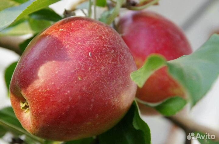 Саженцы яблони Россошанское Вкусное