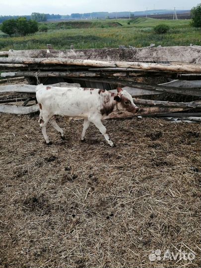 Тёлки, бычки