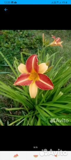 Лилейники сортовые