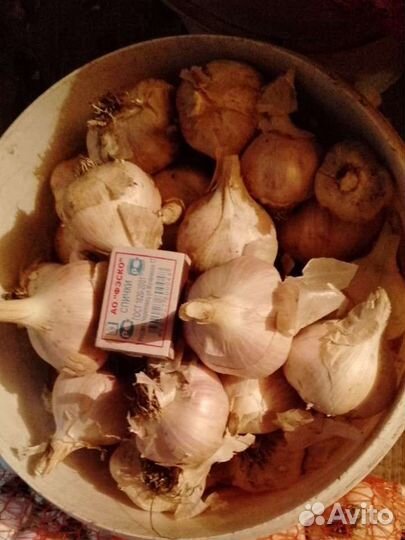 Чеснок