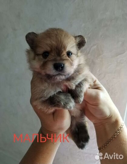 Щенки шпица мини