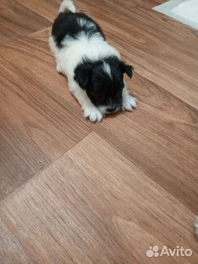 Собака маленькая порода