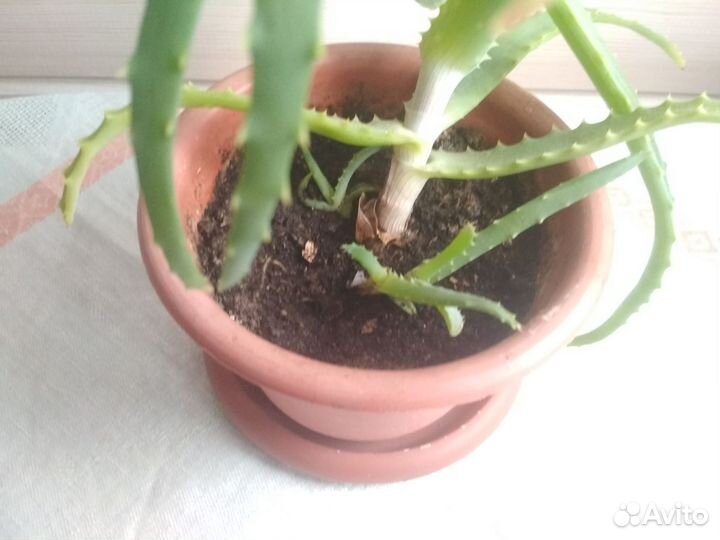 Алоэ столетник в горшке