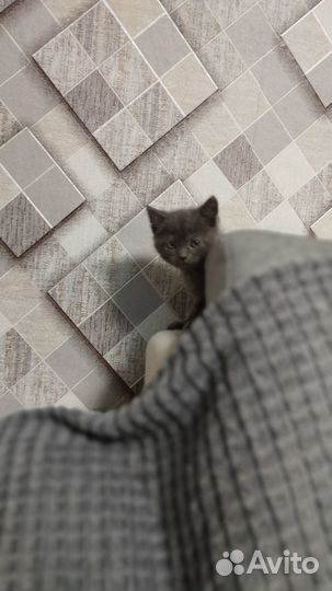 Шотландские прямоухие котята длинношерстная