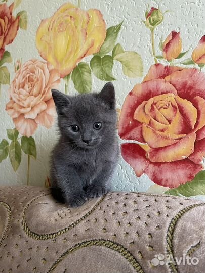 Котята бесплатно