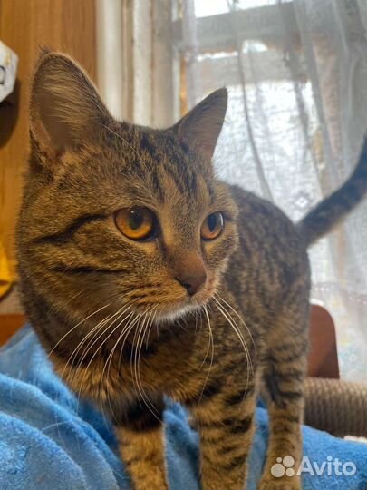 Брутал Бруно