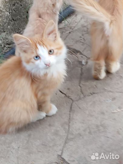 Котики бесплатно в добрые руки