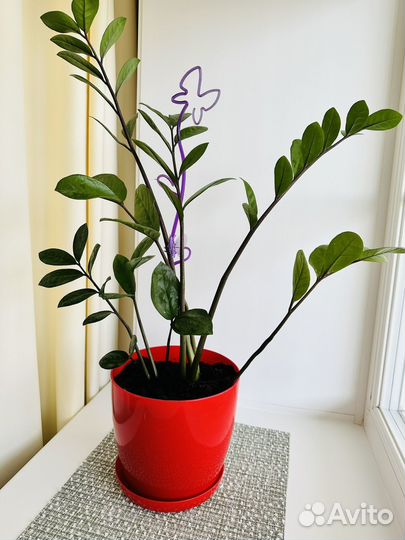 Замиокулькас