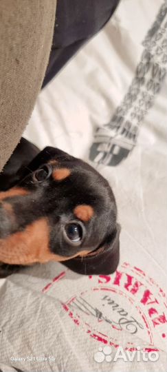 Карликовая такса щенки