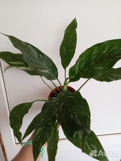 Спатифиллум