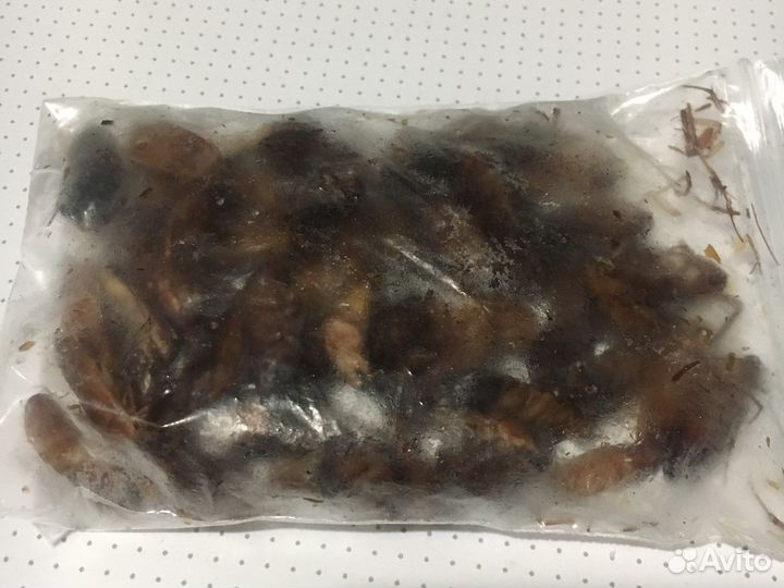 Замороженные сверчки