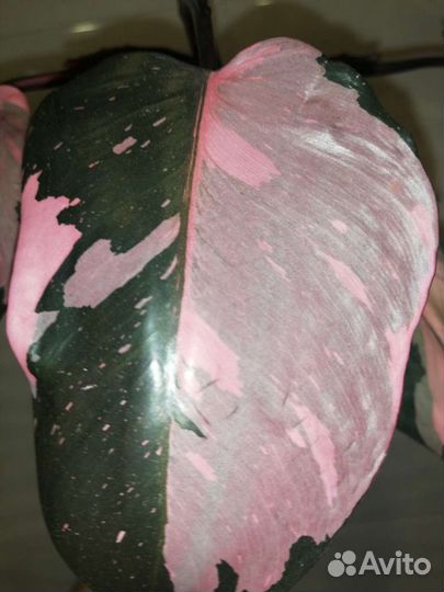 Филодендрон Розовая Принцесса