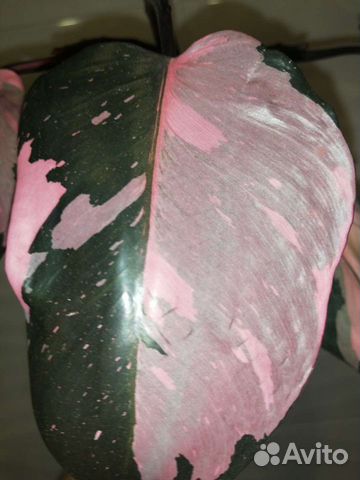 Филодендрон Розовая Принцесса