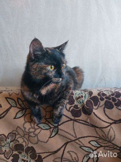 Котята метисы