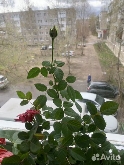 Комнатные цветы розы