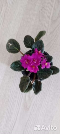 Фиалка синяя и бордовая