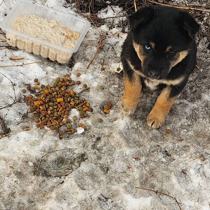 Щенки помесь с хаски