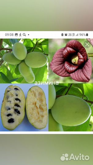 Мирт и другие семена