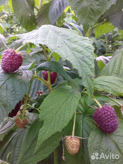 Продаю свое с огорода