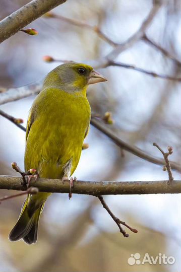 Щегол, Репел, Чиж, Дубанос, Зеленушка, Зяблик