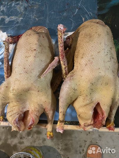 Тушки гусей