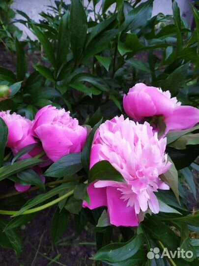Пионы розовые (саженцы)