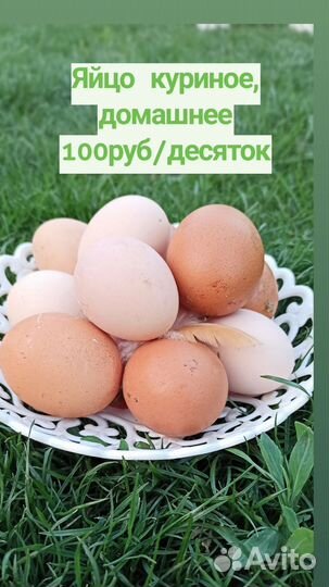 Домашние куриные яйца