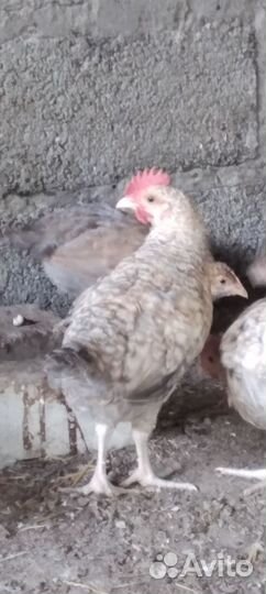 Курочки подрощенные