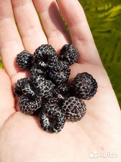 Ежемалина саженцы