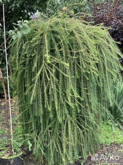 Лиственицы