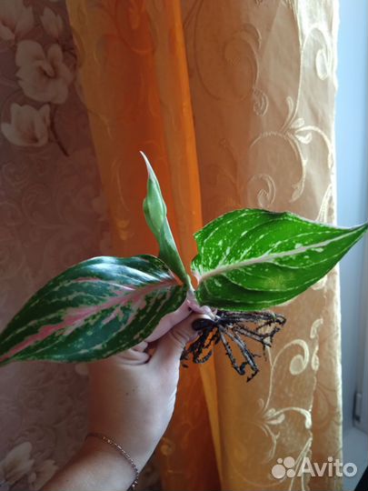 Аглаонема Батерфляй