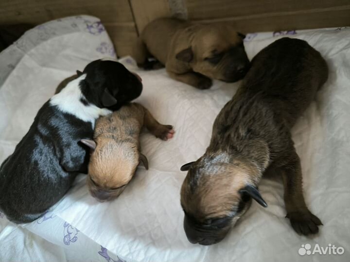 Питбуль щенки