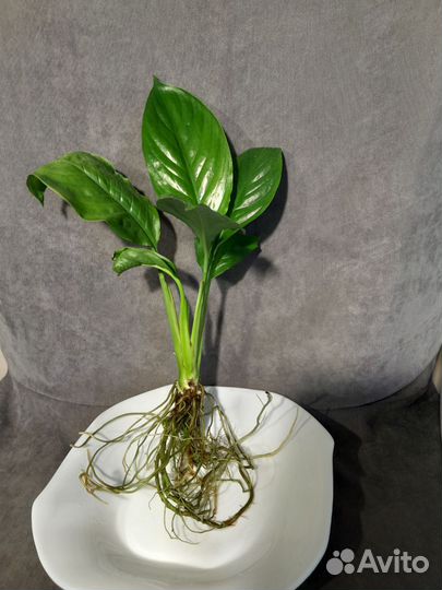 Спатифиллум для фитофильтра в аквариум