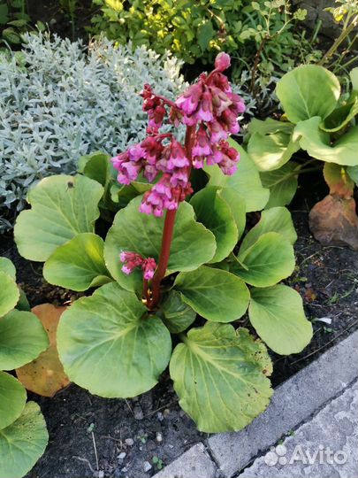 Многолетние растения для сада