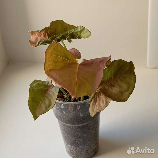 Кислица оксалис,сингониум